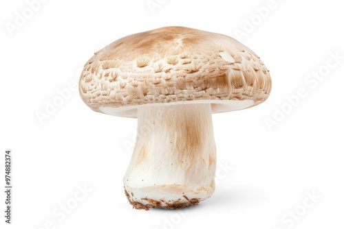 A single mushroom grows on a clean and simple white background