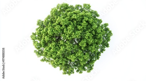 Top view of tree isolate on white background, aerial perspective,