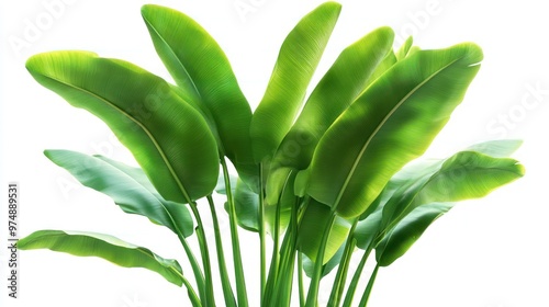 Tropical banana tree with broad green leaves, isolated on white background, high detail photo