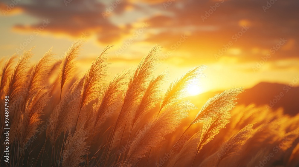 Close-Up of a Sunset Behind Tall Grasses Swaying in the Wind, with Mountains and Sky in the Background. The Golden Light Illuminates the Plants, Creating an Atmosphere Full of Tranquility and Natural Close-Up of a Sunset Behind Tall Grasses Swaying in the Wind, with Mountains and Sky in the Background. The Golden Light Illuminates the Plants, Creating an Atmosphere Full of Tranquility and Natural