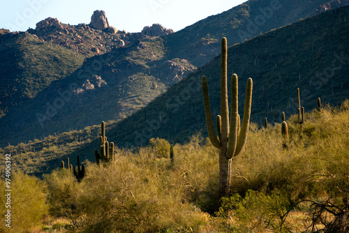 An early mourning view of the McDowell Mountain Desert Preserve with many Saguraro Cactus that cover its rolling terrain and Tom's Thumb, a well recovnized feature of the McDowell Mountains  photo