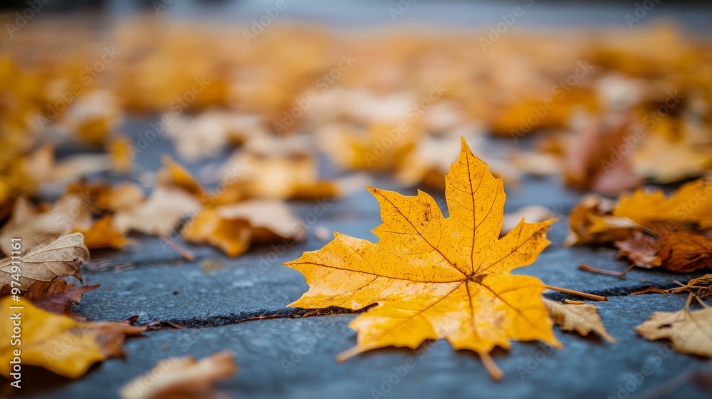 Yellow maple leaves scattered on the ground, autumn setting, Yellow maple leaves scattered on the ground, autumn setting,