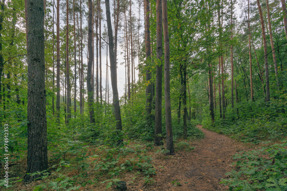 Fototapeta premium forest on a cloudy day before rain