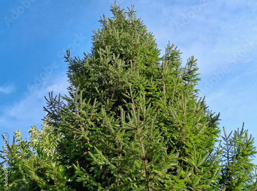 Big Common Spruce tree in Romania. Picea abies