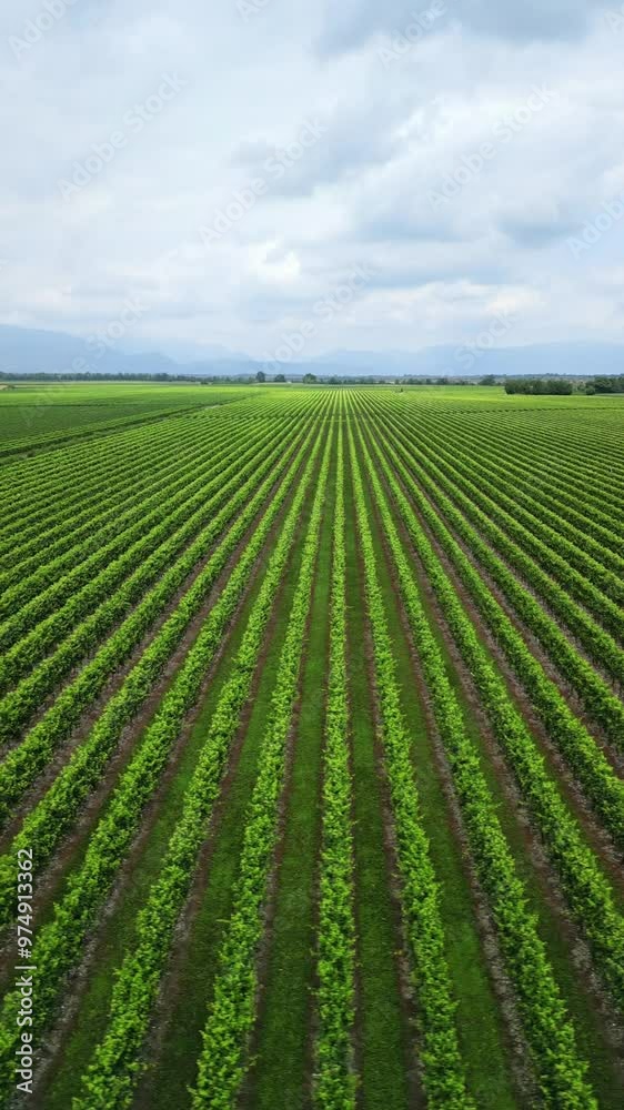 long rows of vineyards in Italy as seen from a drone long rows of vineyards in Italy as seen from a drone