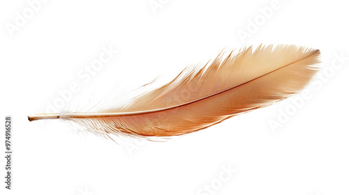 An isolated feather on a transparent background, which is used as fountain pen symbolizing the art of writing and its significance in business and professional settings. photo