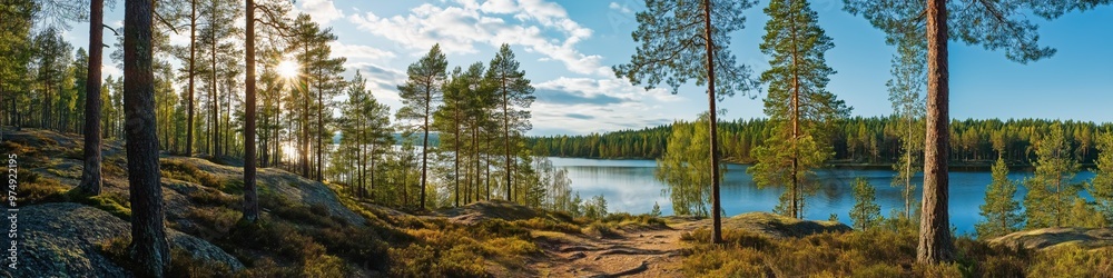 A beautiful forest with a lake in the background. The trees are tall and the sky is clear A beautiful forest with a lake in the background. The trees are tall and the sky is clear