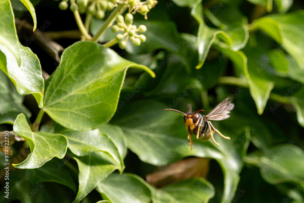 Asian hornet Vespa velutina nigrithorax, an introduced and acclimated species in Europe Asian hornet Vespa velutina nigrithorax, an introduced and acclimated species in Europe