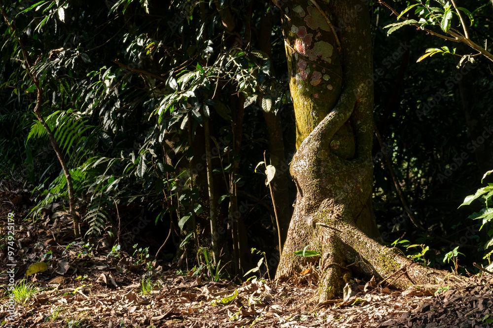 Fototapeta premium tree in the forest