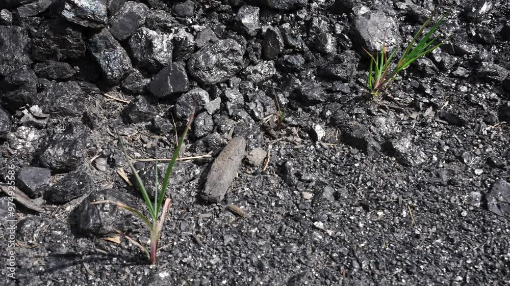 A green little sprout breaks through the petrified soil. Raindrops drip A green little sprout breaks through the petrified soil. Raindrops drip