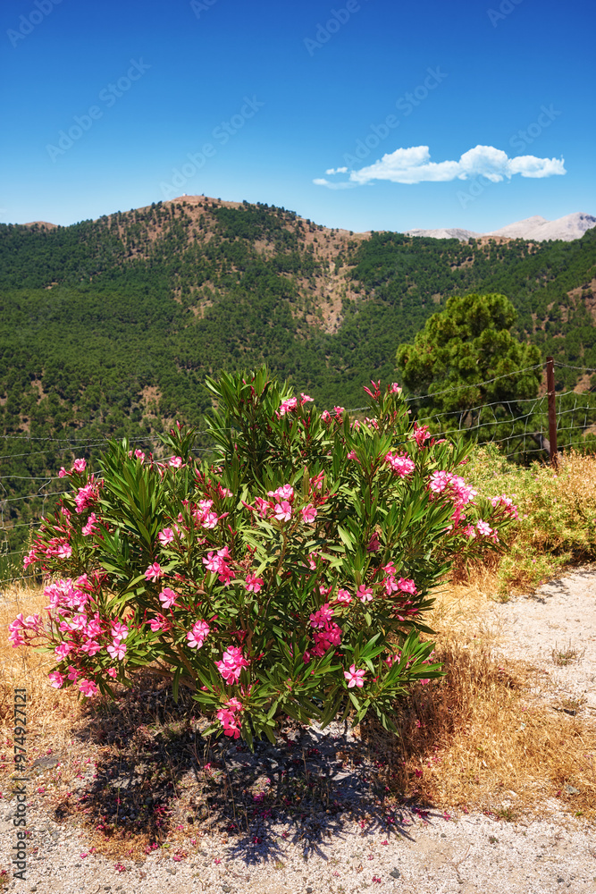 Landscape, flowers and mountain outdoor in nature for travel, vacation or holiday in Italy. Hill, blue sky and floral plants in countryside with pink oleander for sustainability, growth and ecology Landscape, flowers and mountain outdoor in nature for travel, vacation or holiday in Italy. Hill, blue sky and floral plants in countryside with pink oleander for sustainability, growth and ecology