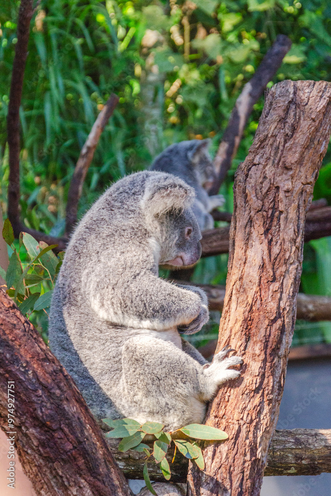 Fototapeta premium Cute koala bear in Kuranda Koala Gardens in Queensland, Australia. Kuranda village is located in World Heritage rainforest 1000 feet above Cairns.