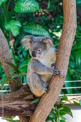 Cute koala bear in Kuranda Koala Gardens in Queensland, Australia. Kuranda village is located in World Heritage rainforest 1000 feet above Cairns.