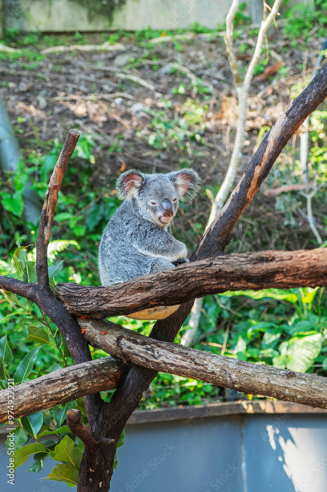Cute koala bear in Kuranda Koala Gardens in Queensland, Australia. Kuranda village is located in World Heritage rainforest 1000 feet above Cairns.