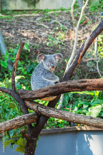 Obraz na płótnie Cute koala bear in Kuranda Koala Gardens in Queensland, Australia. Kuranda village is located in World Heritage rainforest 1000 feet above Cairns. w salonie