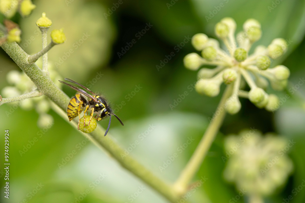 Common wasp Vespula germanica sitting on a leaf or fruit Common wasp Vespula germanica sitting on a leaf or fruit