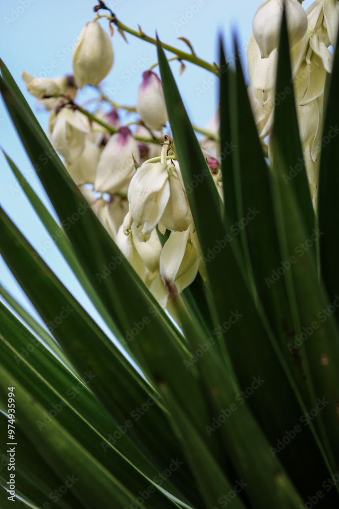 Obraz premium Floral Fix