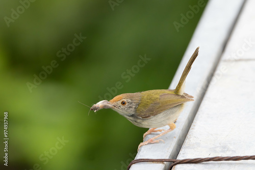 Common tailorbird with butterfly in the nature