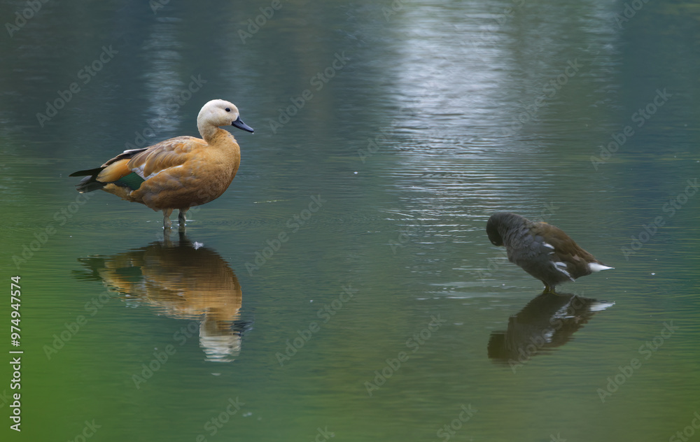 Ruddy shelduck and moorhen in pond, Ruddy shelduck looking at moorhen, Ruddy shelduck next to moorhen in lake, dark mood, cloudy Ruddy shelduck and moorhen in pond, Ruddy shelduck looking at moorhen, Ruddy shelduck next to moorhen in lake, dark mood, cloudy
