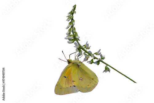 Southern Dogface Butterfly (Zerene cesonia) Photo, Feeding on White Sweetclover (Melilotus alba) Blooms, on a Transparent PNG Background photo