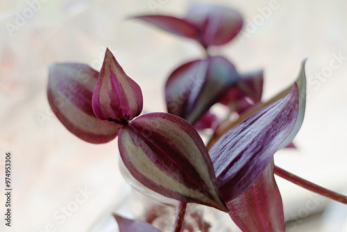 Tradescantia Varieties  photo