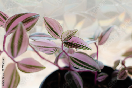 Tradescantia Varieties  photo