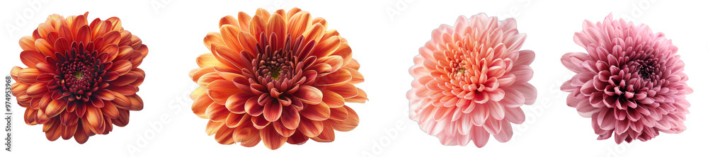 A chrysanthemum flower isolated on a white background.