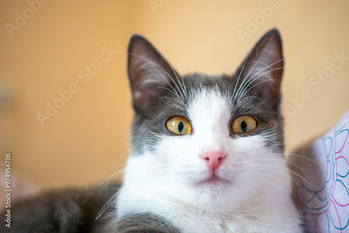 Cat Portrait, Close-Up, Indoor photo