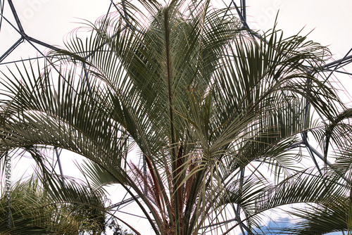 Lush Palm Tree Fronds in Indoor Setting at Eden Project in Cornwall, UK photo