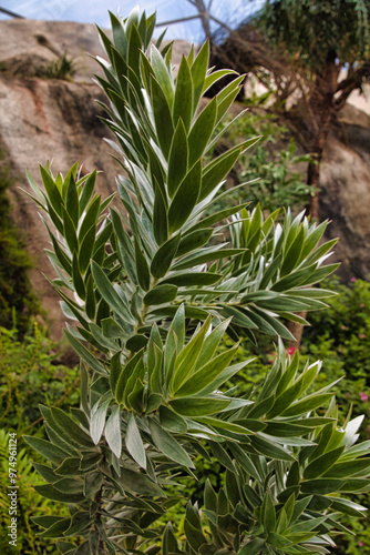 Close-Up of Green Plant with Pointed Leaves at Eden Project in Cornwall, UK photo