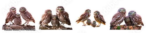 Adult birds and little owl chicks Athene noctua are photographed at close range closeup