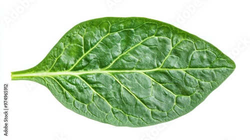 Single Spinach Leaf with Visible Veins on White Background