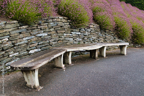 Rustic Wooden Bench Surrounded by Flowers at Eden Project in Cornwall, UK photo