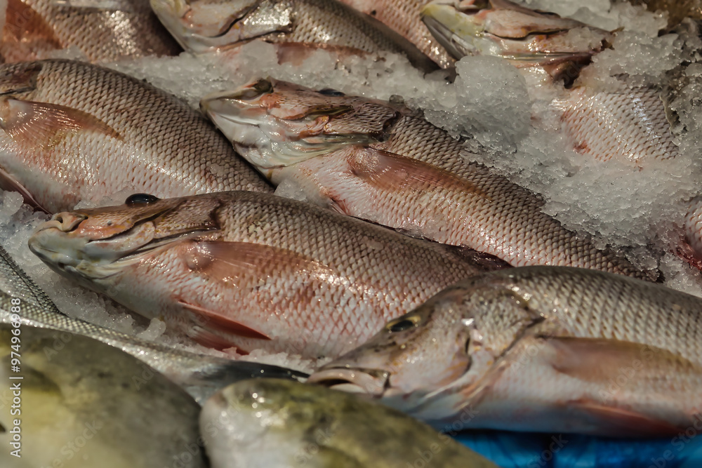 Fresh Fish Displayed on Ice at Seafood Market Fresh Fish Displayed on Ice at Seafood Market