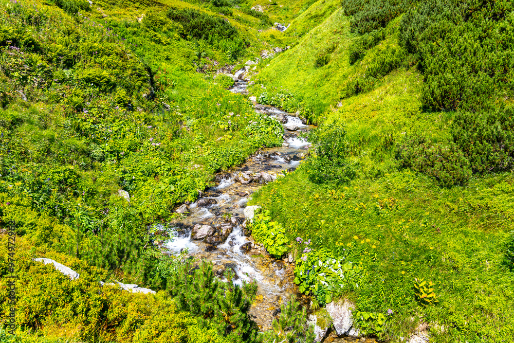 Naklejka premium A tranquil mountain creek winds through vibrant green foliage, showcasing the beauty of nature in summer. The clear water glistens as it moves over stones and surrounded by lush vegetation.