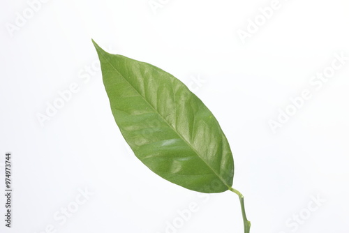 green orange leaf isolated on white photo