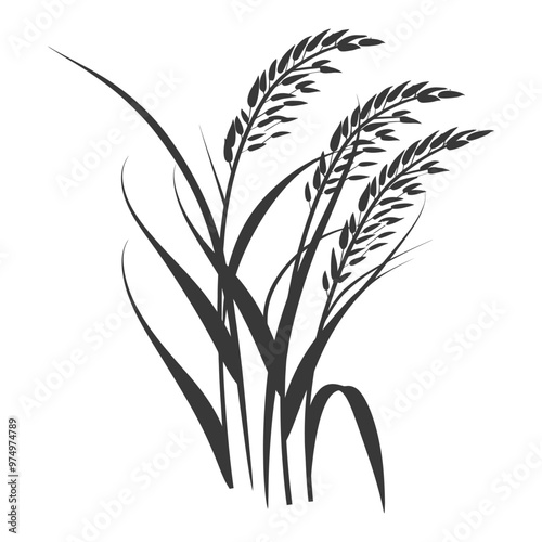 Black and White Silhouette of Rice Plants