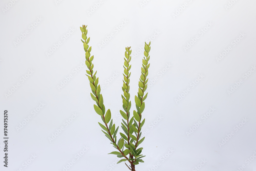 a brunch of Myrtus communis (true myrtle) a brunch of Myrtus communis (true myrtle)