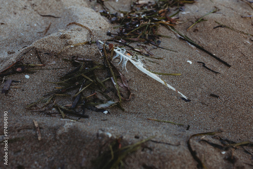 Fototapeta kuchenna Feather