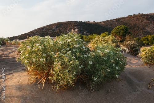 Dunes photo