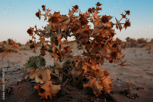Obraz na płótnie sea holly