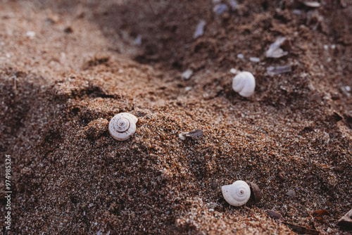 Fototapeta kuchenna Shells