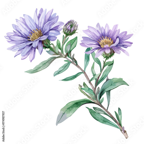 Watercolor vector of Aster flower, isolated on a white background, and Aster vector