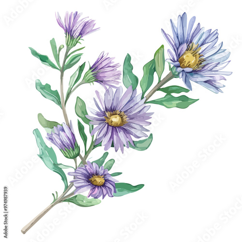 Watercolor of Aster flower, isolated on a white background, and Aster vector
