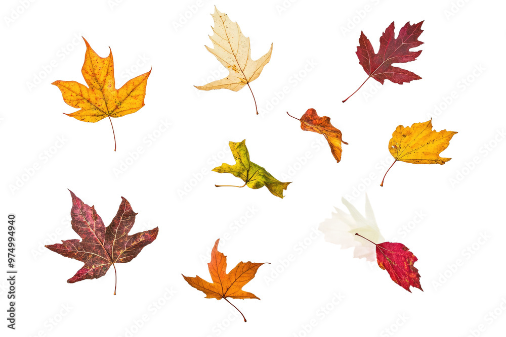 Fototapeta premium Colorful autumn leaves on black