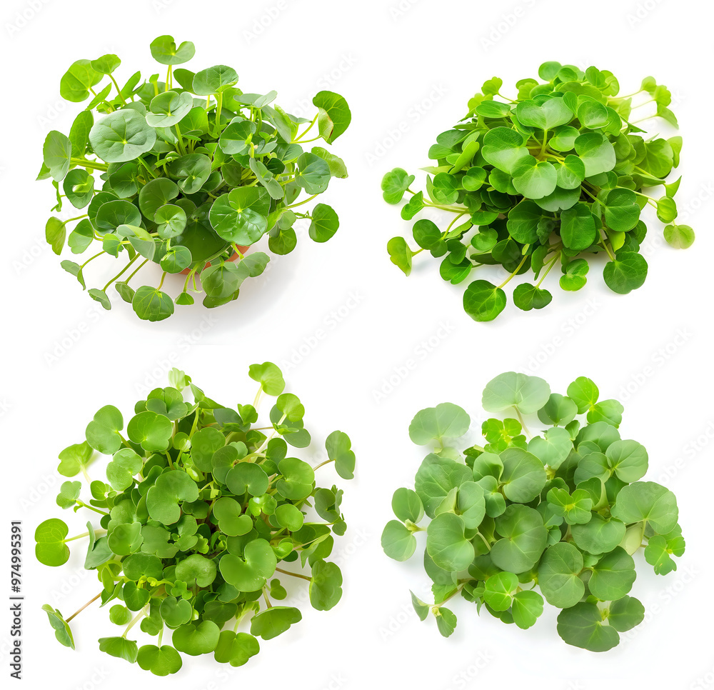 Fototapeta premium set of Brahmi leaves