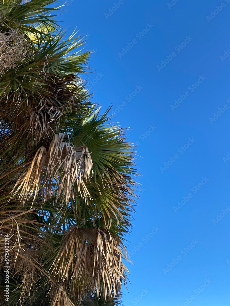 Naklejka premium palm tree sky
