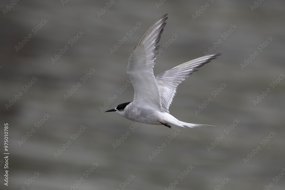 Arctic tern or Sterna paradisaea at Mumbai coast Maharashtra, India Arctic tern or Sterna paradisaea at Mumbai coast Maharashtra, India