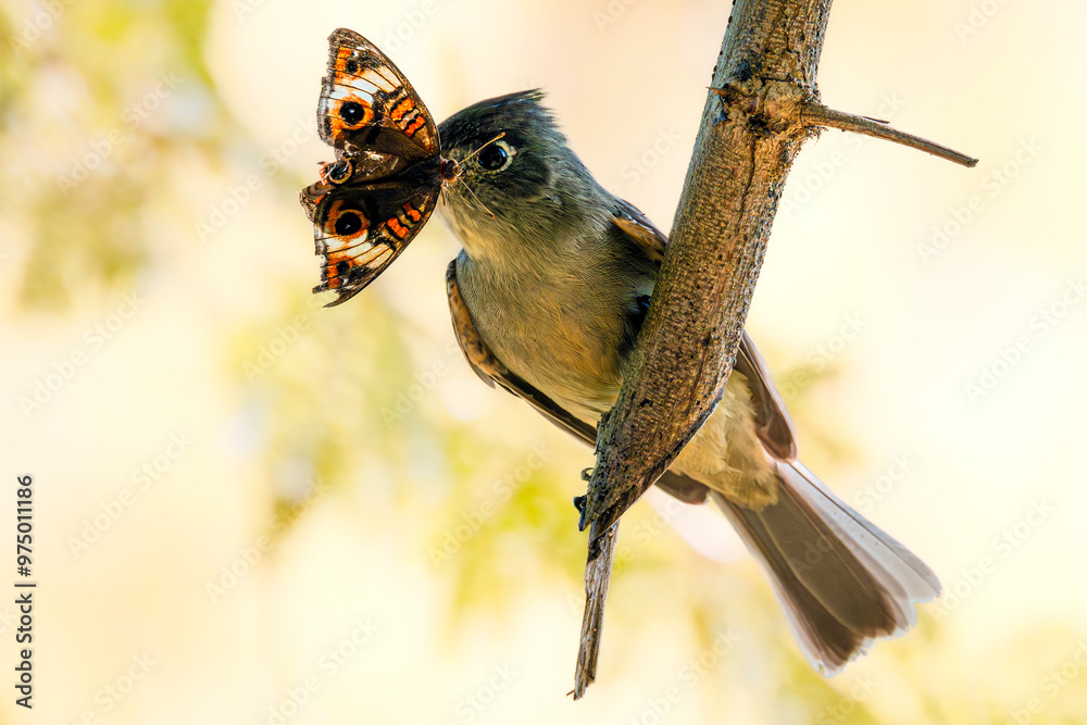 Cuban pewee (Contopus caribaeus) with a captured butterfly (Common Buckeye) in its beak. Cuba, Trinidad area. Selective focus on bird's eye