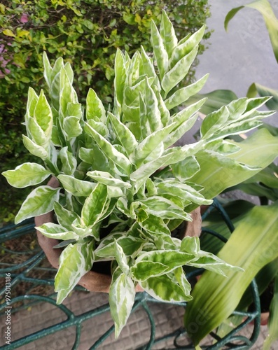 Ornamental succulent plant - Pedilanthus tithymaloides or Euphorbia tithymaloides. Family - Euphorbiaceae. Commonly known as redbird flower, devil's-backbone, Christmas candle, Jacob's ladder etc. photo